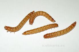 larva de gusano | Innova Culinaria